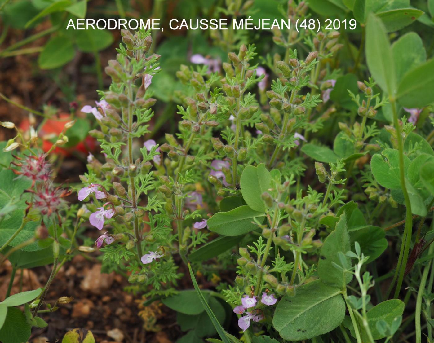 Germander, Cut-leaved plant